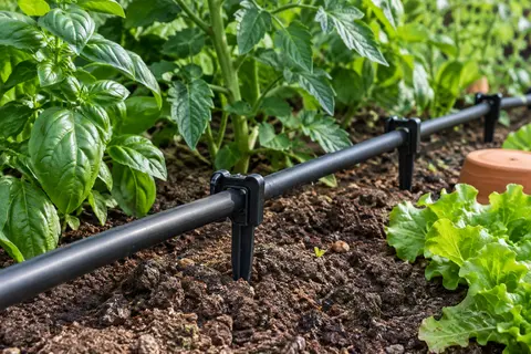 Piquets en U maintenant un tuyau noir d’arrosage goutte à goutte dans la terre d’un potager